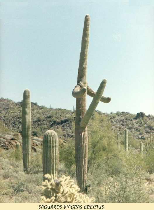 Cactus on Viagra?